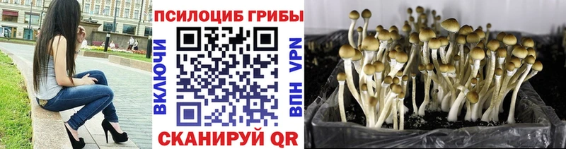 Псилоцибиновые грибы Psilocybine cubensis  цены наркотик  маркетплейс официальный сайт  Дальнереченск 